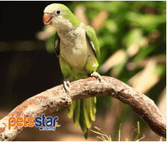Monk Parakeet